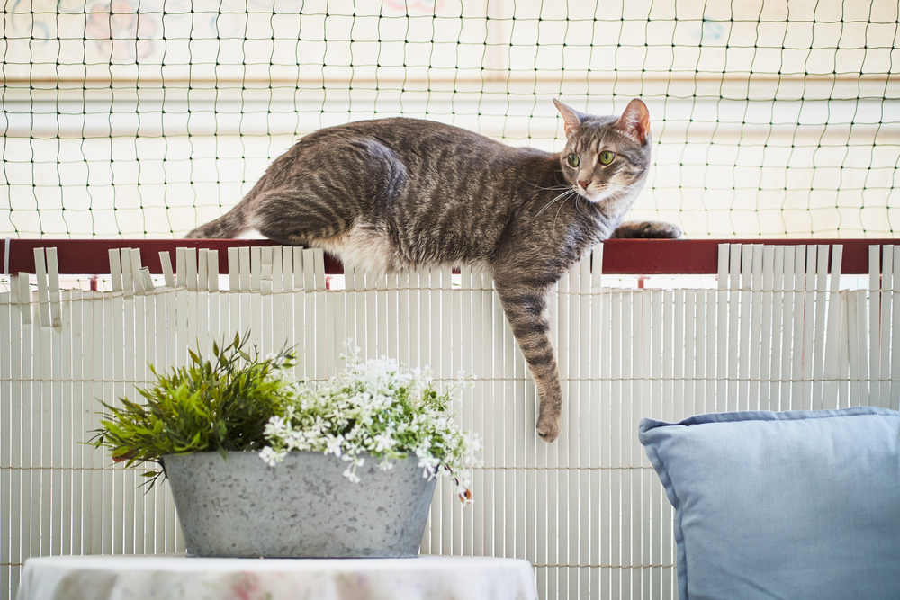 Siatka na balkon chroniąca kota